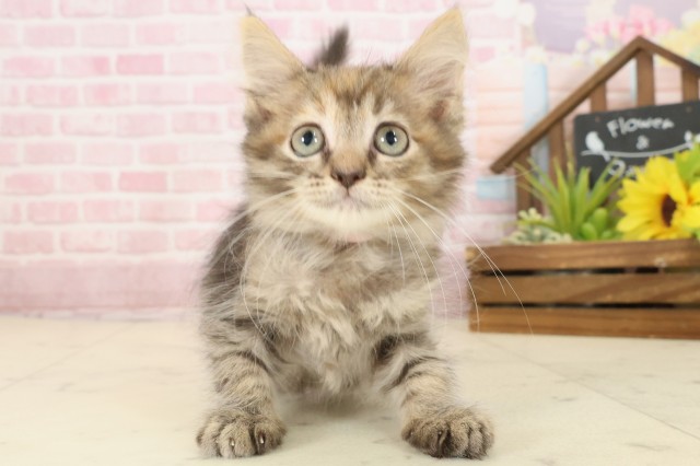 長崎県のサイベリアン (Coo&RIKU長崎浜町店/2025年9月19日生まれ/女の子/ブラウンパッチドタビー)の子猫の1枚目の画像