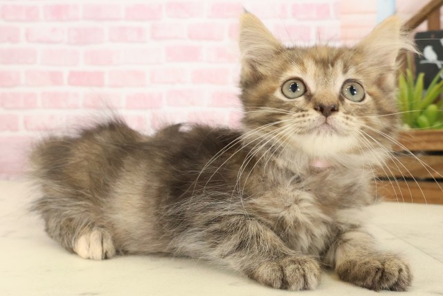 長崎県のサイベリアン (Coo&RIKU長崎浜町店/2025年9月19日生まれ/女の子/ブラウンパッチドタビー)の子猫の2枚目の画像