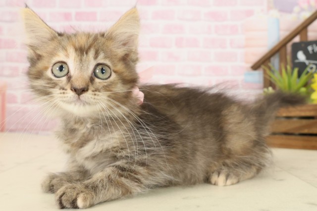 長崎県のサイベリアン (Coo&RIKU長崎浜町店/2025年9月19日生まれ/女の子/ブラウンパッチドタビー)の子猫の3枚目の画像