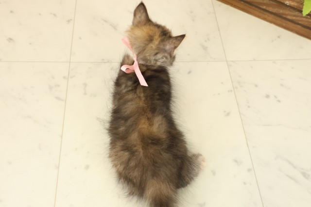 長崎県のサイベリアン (Coo&RIKU長崎浜町店/2025年9月19日生まれ/女の子/ブラウンパッチドタビー)の子猫の4枚目の画像