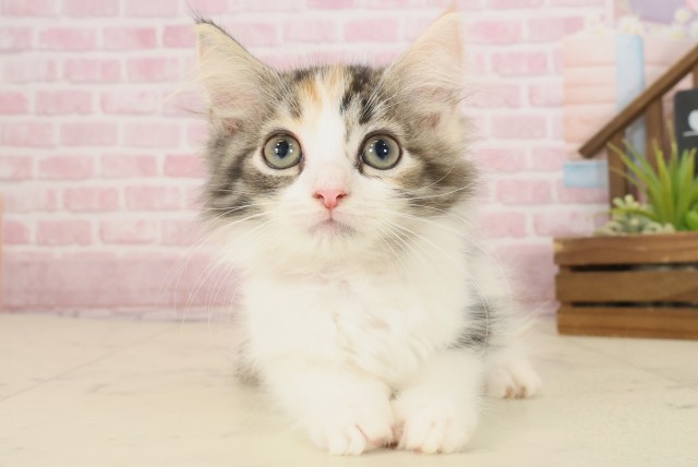 福岡県のサイベリアン (Coo&RIKU大牟田店/2025年9月19日生まれ/女の子/キャリコ)の子猫