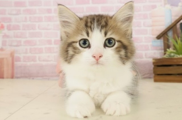 鹿児島県のノルウェージャンフォレストキャット (Coo&RIKU鹿児島店/2025年9月20日生まれ/男の子/ブラウンタビーホワイト)の子猫の1枚目の画像