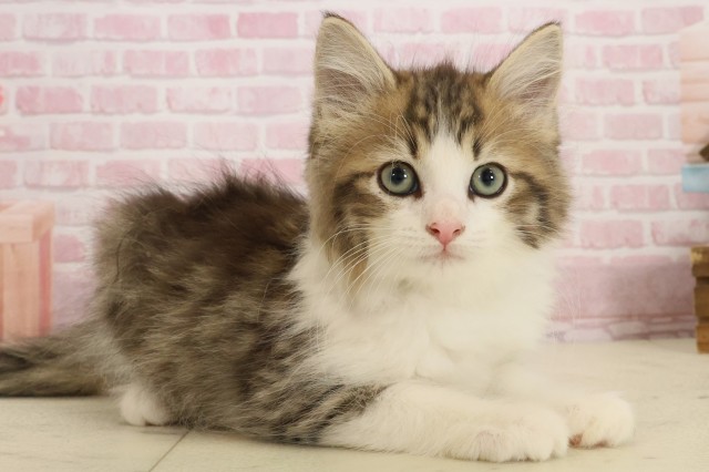 鹿児島県のノルウェージャンフォレストキャット (Coo&RIKU鹿児島店/2025年9月20日生まれ/男の子/ブラウンタビーホワイト)の子猫の2枚目の画像