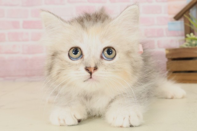 大分県のサイベリアン (Coo&RIKU大分店/2025年9月18日生まれ/女の子/シルバーパッチドタビーホワイト)の子猫