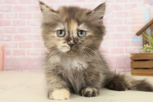 福岡県のペルシャ (Coo&RIKU黒崎店/2025年9月22日生まれ/女の子/トーティーシェル)の子猫の1枚目の画像