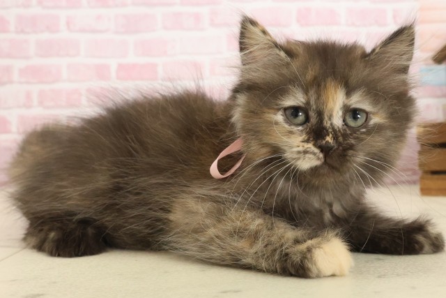 福岡県のペルシャ (Coo&RIKU黒崎店/2025年9月22日生まれ/女の子/トーティーシェル)の子猫の2枚目の画像