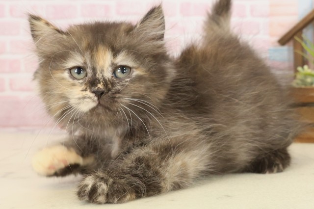 福岡県のペルシャ (Coo&RIKU黒崎店/2025年9月22日生まれ/女の子/トーティーシェル)の子猫の3枚目の画像