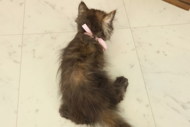 福岡県のペルシャ (Coo&RIKU黒崎店/2025年9月22日生まれ/女の子/トーティーシェル)の子猫の4枚目の画像