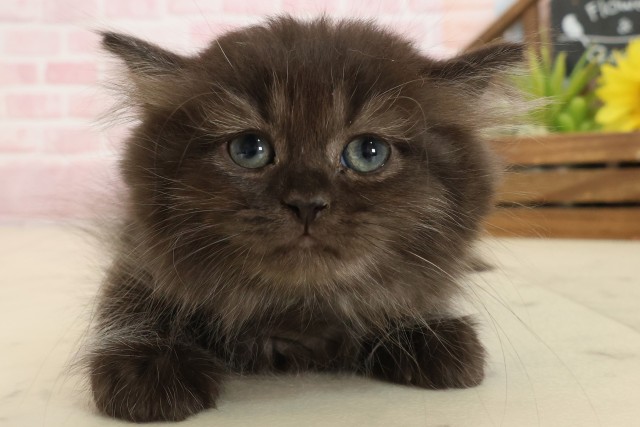 佐賀県のペルシャ (Coo&RIKU佐賀神埼店/2025年9月22日生まれ/女の子/ブラック)の子猫の1枚目の画像