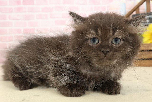 佐賀県のペルシャ (Coo&RIKU佐賀神埼店/2025年9月22日生まれ/女の子/ブラック)の子猫の2枚目の画像