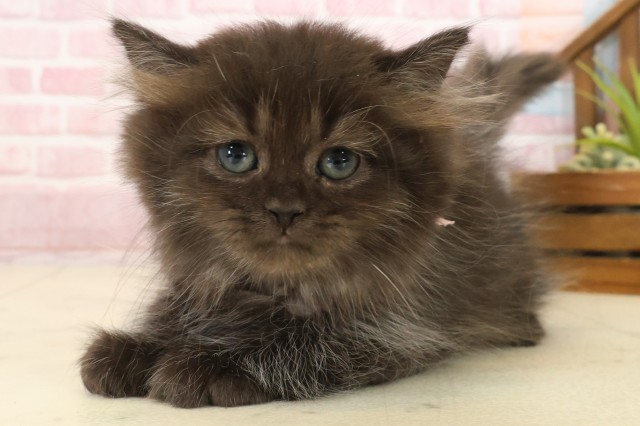 佐賀県のペルシャ (Coo&RIKU佐賀神埼店/2025年9月22日生まれ/女の子/ブラック)の子猫の3枚目の画像