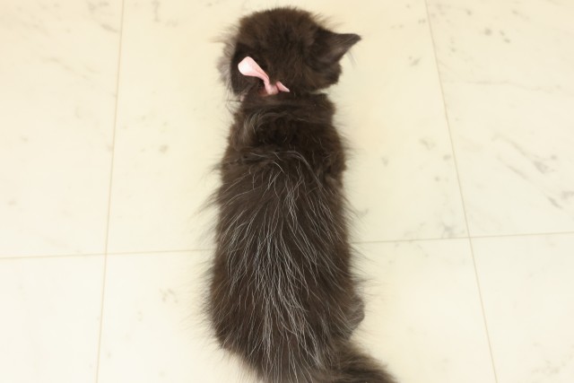 佐賀県のペルシャ (Coo&RIKU佐賀神埼店/2025年9月22日生まれ/女の子/ブラック)の子猫の4枚目の画像