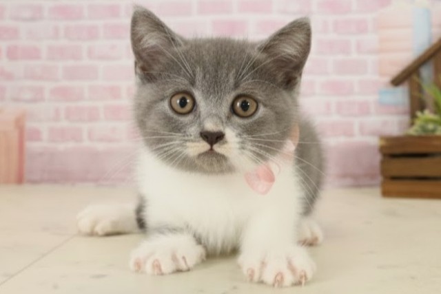 鹿児島県のブリティッシュショートヘアー (Coo&RIKU鹿屋店/2025年9月30日生まれ/女の子/ブルーホワイト)の子猫の1枚目の画像
