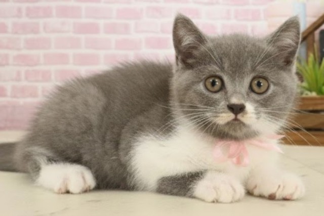 鹿児島県のブリティッシュショートヘアー (Coo&RIKU鹿屋店/2025年9月30日生まれ/女の子/ブルーホワイト)の子猫の2枚目の画像