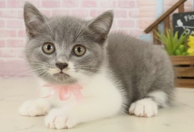 鹿児島県のブリティッシュショートヘアー (Coo&RIKU鹿屋店/2025年9月30日生まれ/女の子/ブルーホワイト)の子猫の3枚目の画像