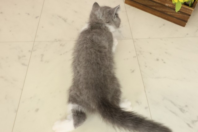 鹿児島県のブリティッシュショートヘアー (Coo&RIKU鹿屋店/2025年9月30日生まれ/女の子/ブルーホワイト)の子猫の4枚目の画像