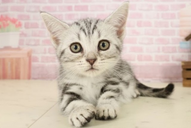 福岡県のアメリカンショートヘアー (Coo&RIKU黒崎店/2025年9月26日生まれ/女の子/シルバータビー)の子猫の1枚目の画像