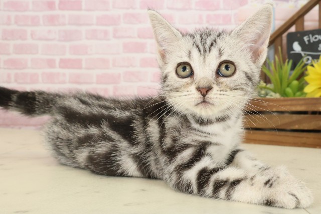 福岡県のアメリカンショートヘアー (Coo&RIKU黒崎店/2025年9月26日生まれ/女の子/シルバータビー)の子猫の2枚目の画像
