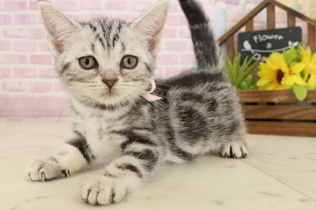 福岡県のアメリカンショートヘアー (Coo&RIKU黒崎店/2025年9月26日生まれ/女の子/シルバータビー)の子猫の3枚目の画像