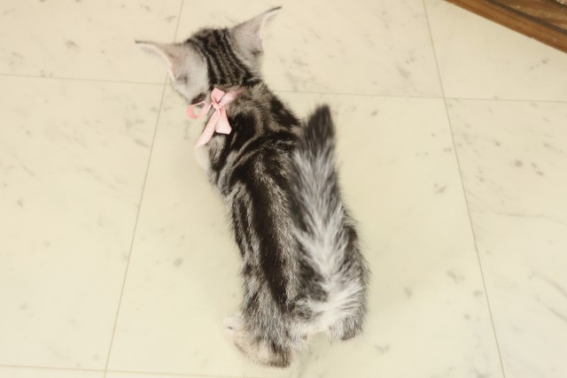 福岡県のアメリカンショートヘアー (Coo&RIKU黒崎店/2025年9月26日生まれ/女の子/シルバータビー)の子猫の4枚目の画像