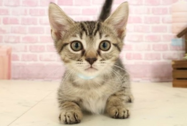 福岡県のスクーカム(スクークム) (Coo&RIKU福岡西店/2025年9月13日生まれ/男の子/ブラウンタビー)の子猫