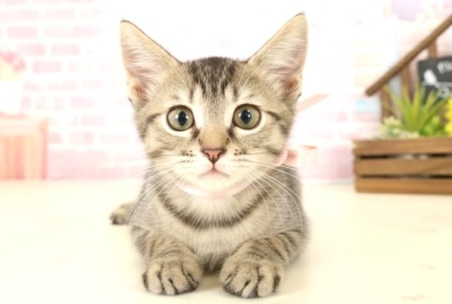 福岡県のスクーカム(スクークム) (Coo&RIKU小倉店/2025年9月13日生まれ/女の子/ブラウンタビー)の子猫