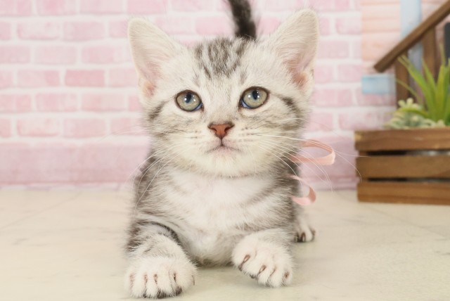 宮崎県のアメリカンショートヘアー (Coo&RIKU宮崎店/2025年9月29日生まれ/女の子/シルバータビー)の子猫の1枚目の画像