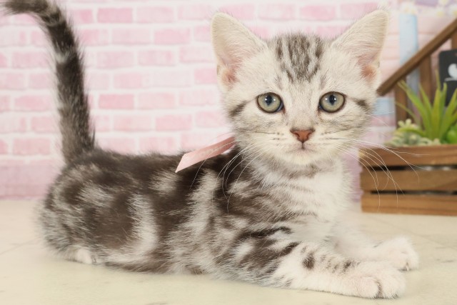 宮崎県のアメリカンショートヘアー (Coo&RIKU宮崎店/2025年9月29日生まれ/女の子/シルバータビー)の子猫の2枚目の画像