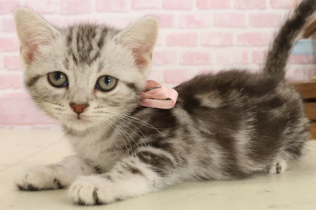 宮崎県のアメリカンショートヘアー (Coo&RIKU宮崎店/2025年9月29日生まれ/女の子/シルバータビー)の子猫の3枚目の画像