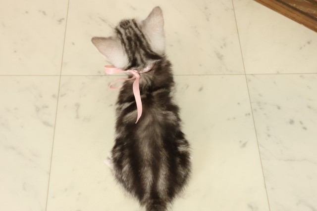 宮崎県のアメリカンショートヘアー (Coo&RIKU宮崎店/2025年9月29日生まれ/女の子/シルバータビー)の子猫の4枚目の画像