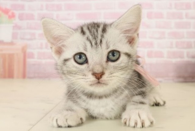 鹿児島県のアメリカンショートヘアー (Coo&RIKU霧島店/2025年9月29日生まれ/女の子/シルバータビー)の子猫の1枚目の画像