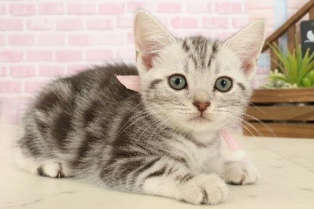 鹿児島県のアメリカンショートヘアー (Coo&RIKU霧島店/2025年9月29日生まれ/女の子/シルバータビー)の子猫の2枚目の画像