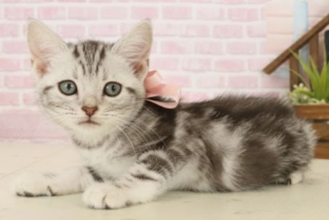 鹿児島県のアメリカンショートヘアー (Coo&RIKU霧島店/2025年9月29日生まれ/女の子/シルバータビー)の子猫の3枚目の画像