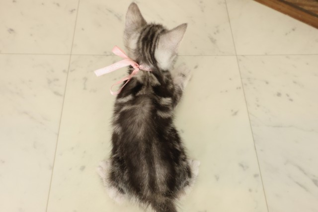 鹿児島県のアメリカンショートヘアー (Coo&RIKU霧島店/2025年9月29日生まれ/女の子/シルバータビー)の子猫の4枚目の画像