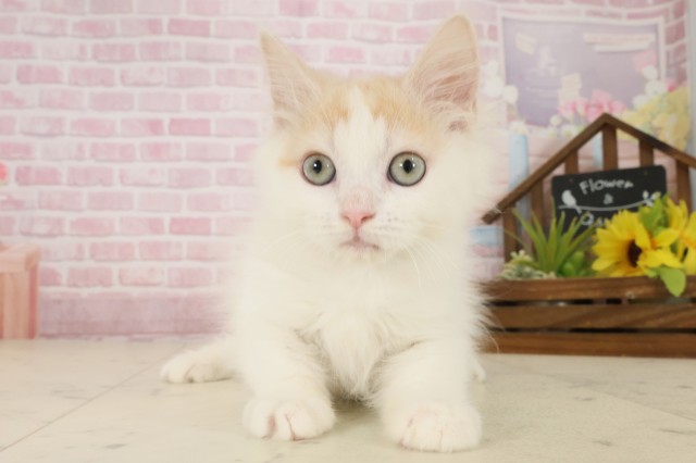熊本県のサイベリアン (Coo&RIKU宇土シティモール店/2025年8月26日生まれ/男の子/レッドタビーホワイト)の子猫の1枚目の画像
