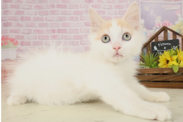 熊本県のサイベリアン (Coo&RIKU宇土シティモール店/2025年8月26日生まれ/男の子/レッドタビーホワイト)の子猫の2枚目の画像