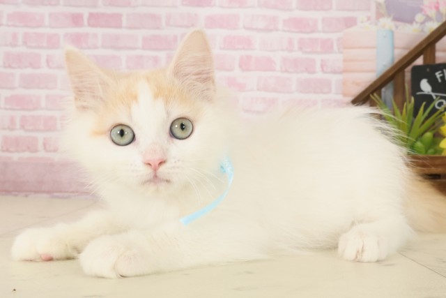 熊本県のサイベリアン (Coo&RIKU宇土シティモール店/2025年8月26日生まれ/男の子/レッドタビーホワイト)の子猫の3枚目の画像