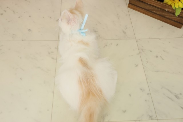 熊本県のサイベリアン (Coo&RIKU宇土シティモール店/2025年8月26日生まれ/男の子/レッドタビーホワイト)の子猫の4枚目の画像