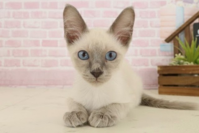 福岡県のトンキニーズ (Coo&RIKU筑後店/2025年9月9日生まれ/男の子/ナチュラルミンク)の子猫