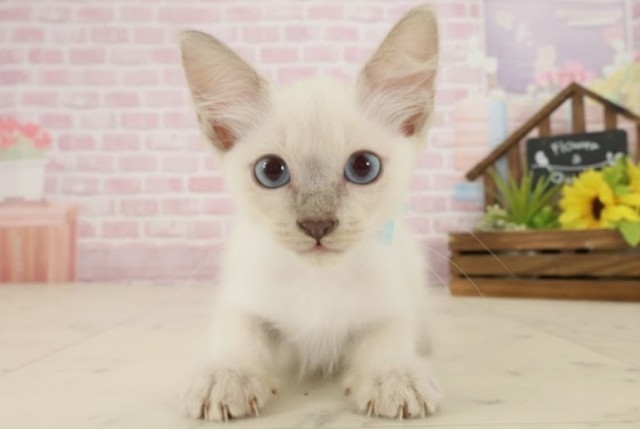 長崎県のトンキニーズ (Coo&RIKU長崎浜町店/2025年9月9日生まれ/男の子/ブルーポイント)の子猫の1枚目の画像