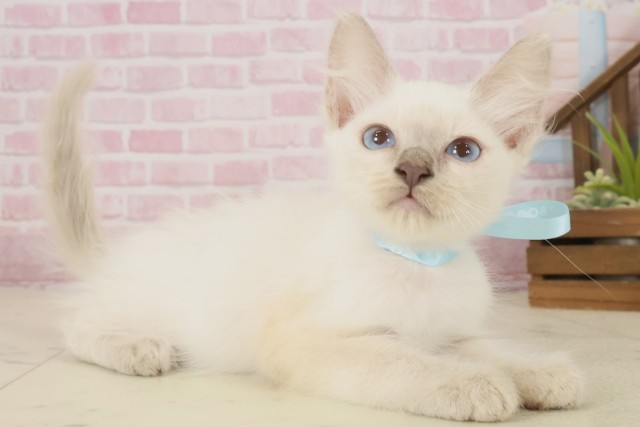 長崎県のトンキニーズ (Coo&RIKU長崎浜町店/2025年9月9日生まれ/男の子/ブルーポイント)の子猫の2枚目の画像