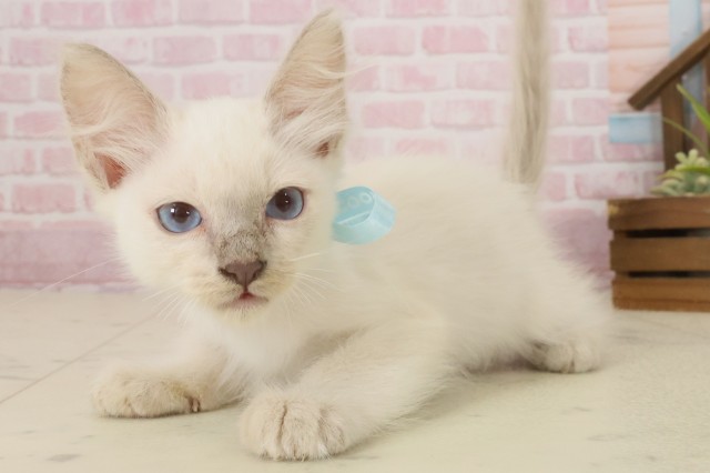 長崎県のトンキニーズ (Coo&RIKU長崎浜町店/2025年9月9日生まれ/男の子/ブルーポイント)の子猫の3枚目の画像