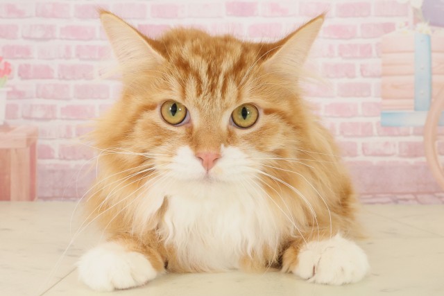 鹿児島県のメインクーン (Coo&RIKU鹿児島店/2025年3月13日生まれ/男の子/レッドタビーホワイト)の子猫の1枚目の画像