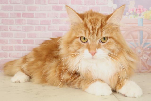 鹿児島県のメインクーン (Coo&RIKU鹿児島店/2025年3月13日生まれ/男の子/レッドタビーホワイト)の子猫の2枚目の画像