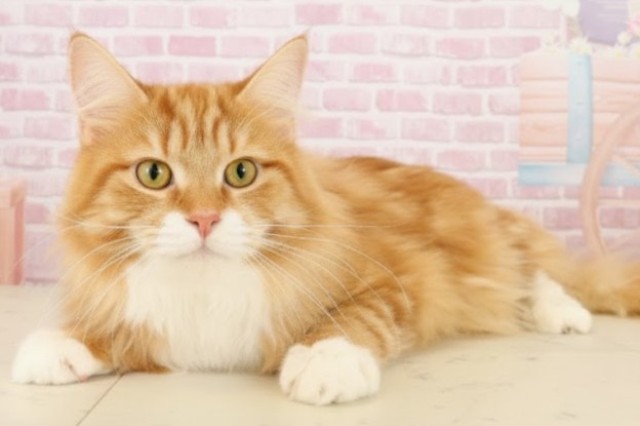 鹿児島県のメインクーン (Coo&RIKU鹿児島店/2025年3月13日生まれ/男の子/レッドタビーホワイト)の子猫の3枚目の画像