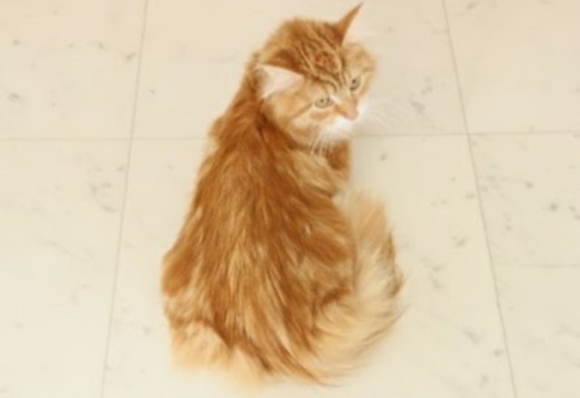 鹿児島県のメインクーン (Coo&RIKU鹿児島店/2025年3月13日生まれ/男の子/レッドタビーホワイト)の子猫の4枚目の画像