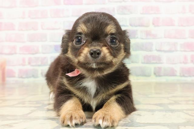 東京都のチワワ(ロング) (Coo&RIKU高円寺店/2025年10月1日生まれ/女の子/ブラックタンホワイト)の子犬