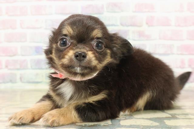 東京都のチワワ(ロング) (Coo&RIKU高円寺店/2025年10月1日生まれ/女の子/ブラックタンホワイト)の子犬の2枚目の画像