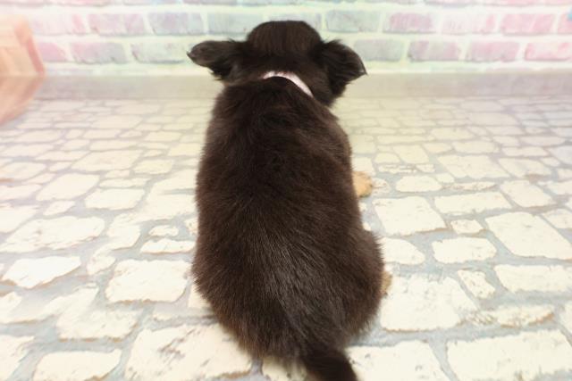 東京都のチワワ(ロング) (Coo&RIKU高円寺店/2025年10月1日生まれ/女の子/ブラックタンホワイト)の子犬の4枚目の画像