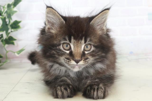 佐賀県のメインクーン (Coo&RIKU佐賀神埼店/2025年9月30日生まれ/男の子/ブラウンタビー)の子猫の1枚目の画像